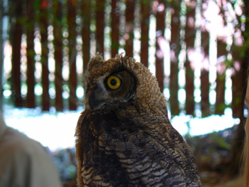 Horned Owl from Wild Things